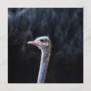ostrich portrait program
