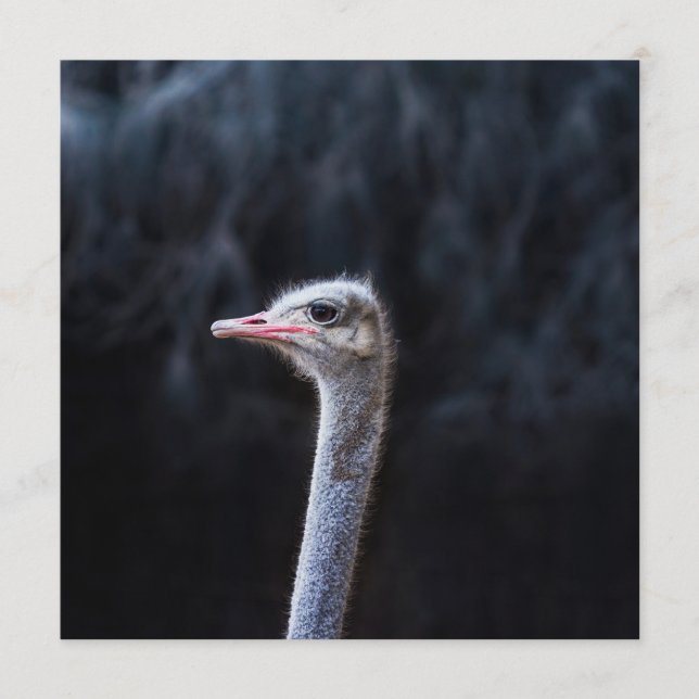 ostrich portrait     program (Front)