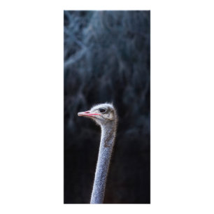 ostrich portrait rack card