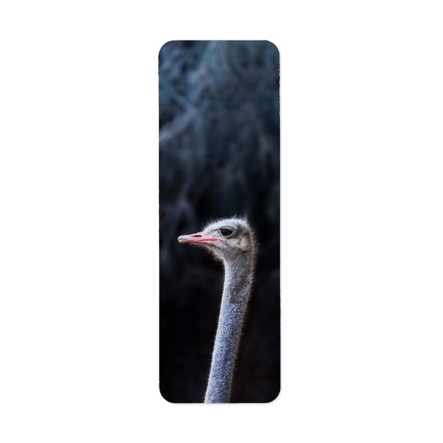 ostrich portrait    return address label (Front)