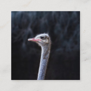 ostrich portrait    square business card