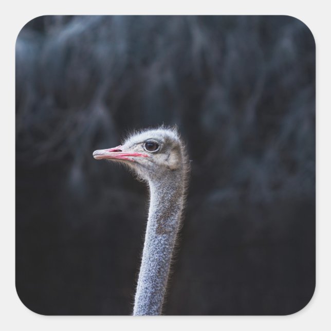 ostrich portrait     square sticker (Front)