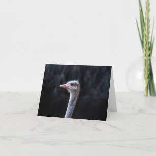 ostrich portrait    thank you card