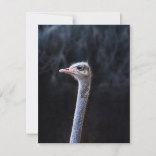 ostrich portrait  thank you card