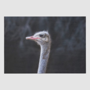 ostrich portrait tissue paper
