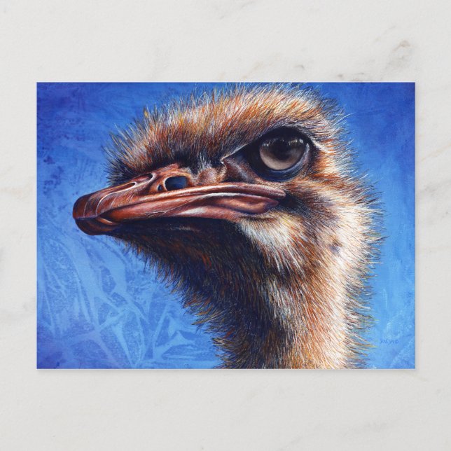 Ostrich Post Card (Front)