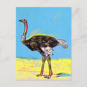 Ostrich Postcard