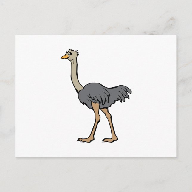 Ostrich Postcard (Front)