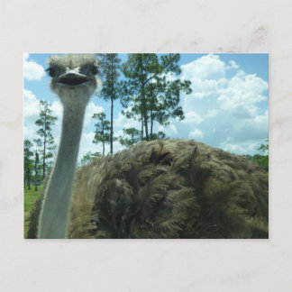 Ostrich Postcard