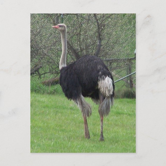 Ostrich Postcard (Front)