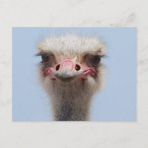 Ostrich Postcard