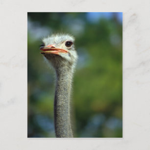 Ostrich Postcard