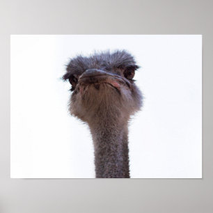 ostrich poster