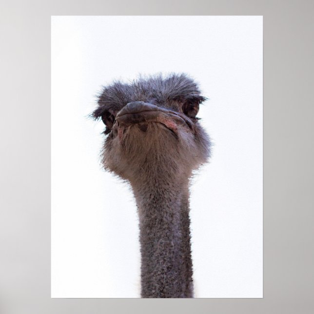ostrich poster (Front)