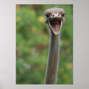 Ostrich Poster