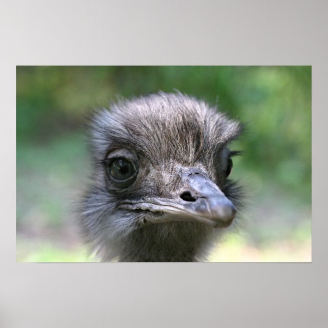 Ostrich Poster (Front)