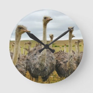 ostrich round clock