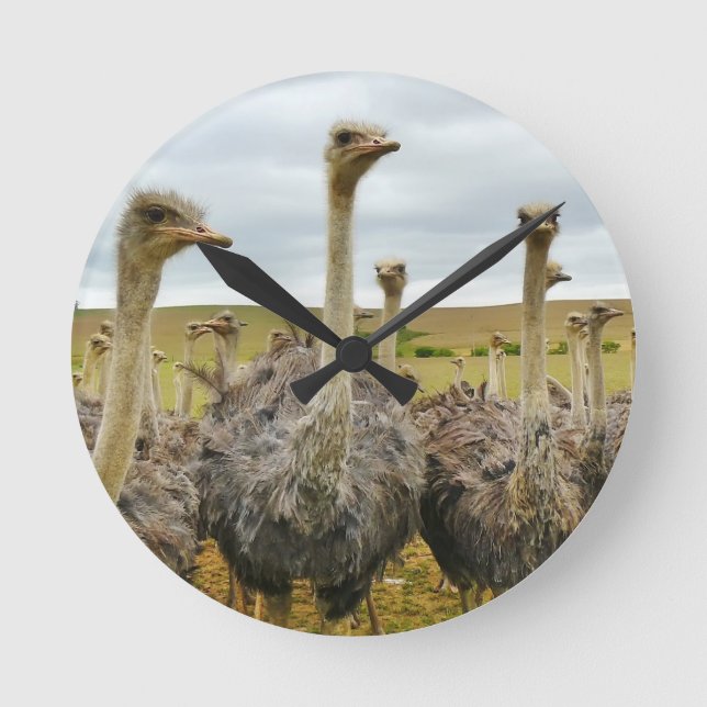 ostrich round clock (Front)