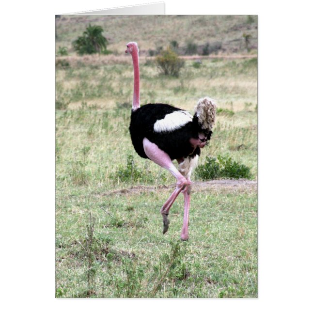 ostrich running (Front)