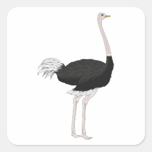Ostrich Square Sticker