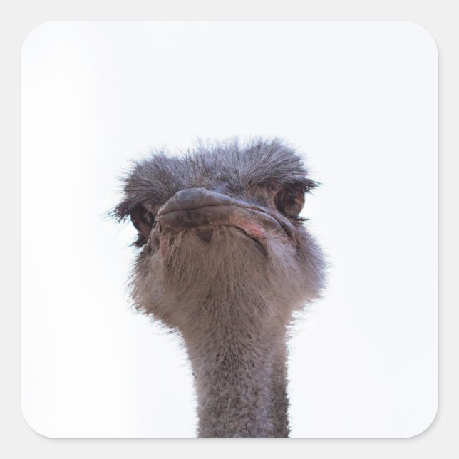 ostrich square sticker (Front)