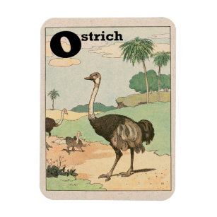 Ostrich Story Book Drawing Magnet