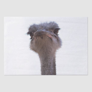 ostrich tissue paper