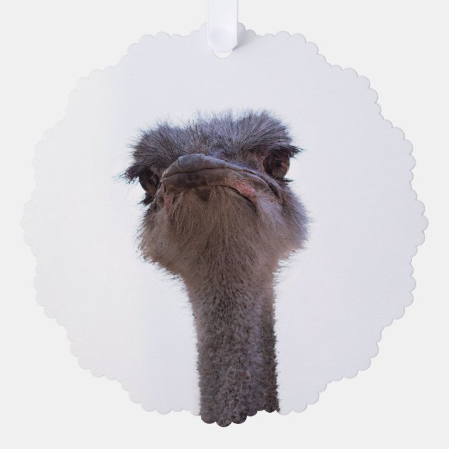 ostrich tree decoration card (Front)