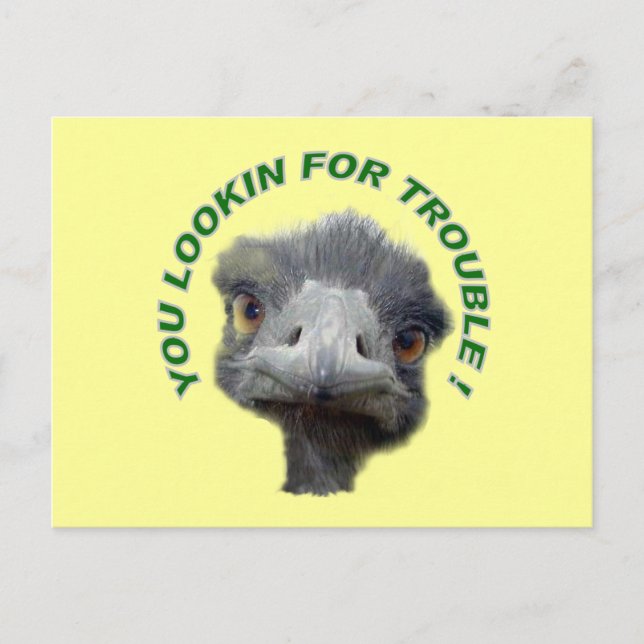Ostrich trouble postcard (Front)