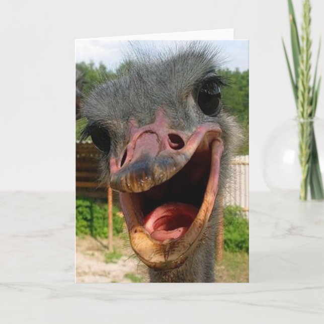 Ostrich What's Up Card (Front)