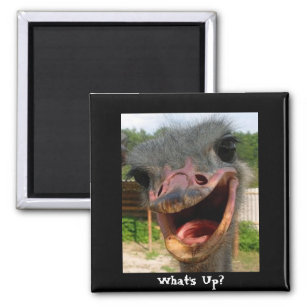 Ostrich What's Up Square Magnet