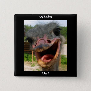 Ostrich What's Up Square Pin-Back Button