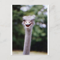 Ostrich Winking - Funny