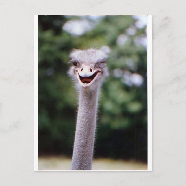 Ostrich Winking - Funny Postcard (Front)