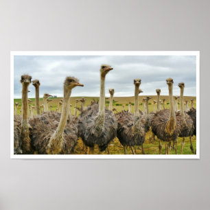 Ostriches in a Field Poster