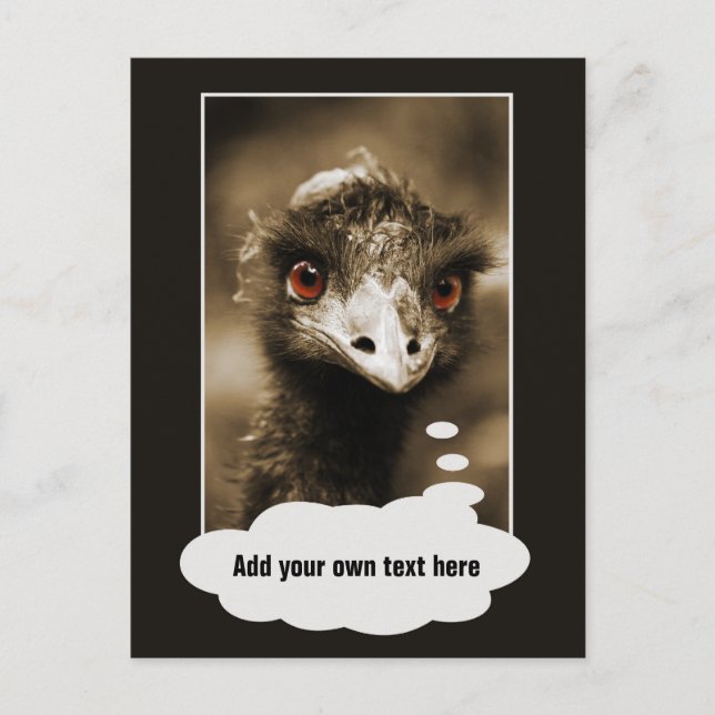 Ostriches Look custom text postcard (Front)