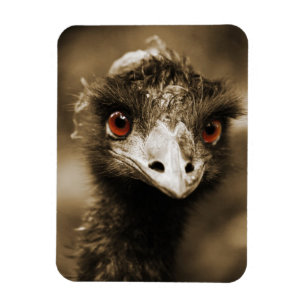 Ostriches Look magnet