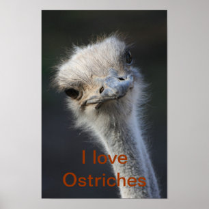 ostriches poster