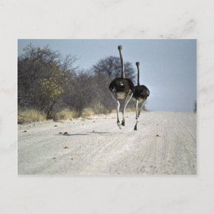 Ostriches running postcard