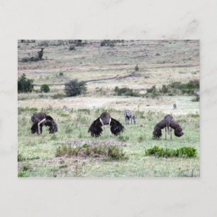 ostriches three postcard