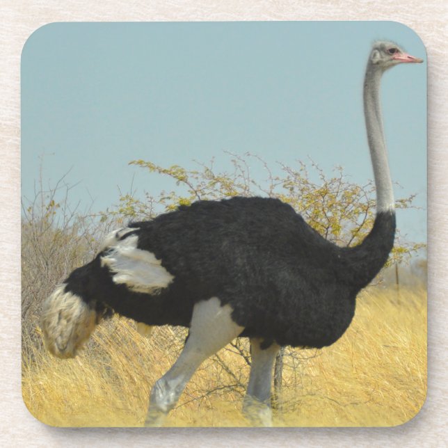 Ostrige out for a run coaster (Front)