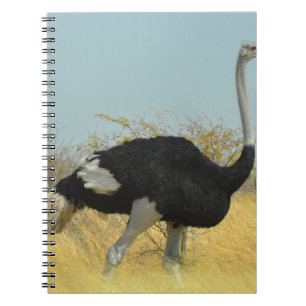 Ostrige out for a run notebook