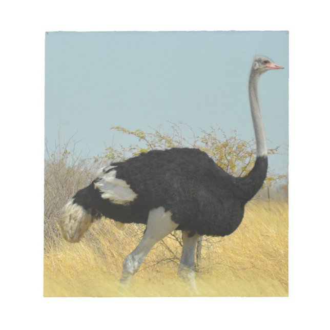 Ostrige out for a run notepad (Front)