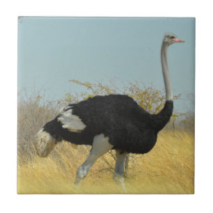 Ostrige out for a run tile