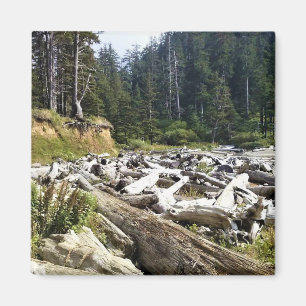 Oswald West State Park, Oregon Coast Magnet