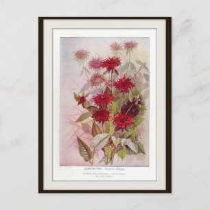 Oswego-Tea Botanical Wildflower Flower Postcard