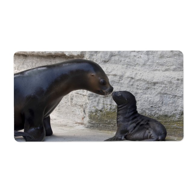 Otaria flavescens (Front)