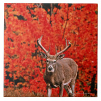Other common name: Virginia deer. Near Lake