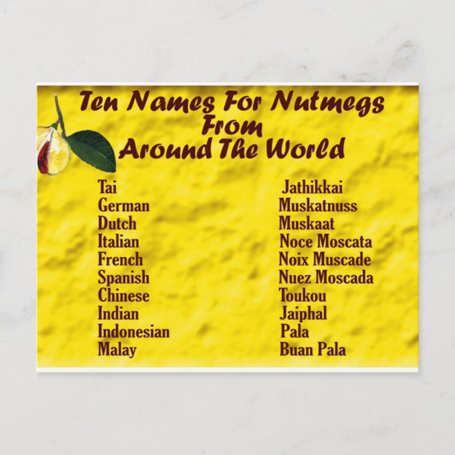 Other names for nutmegs. postcard (Front)