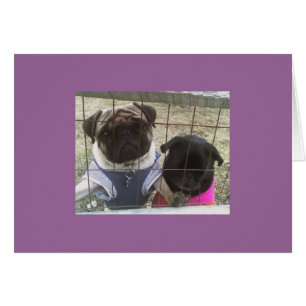 Otis & Maddie card